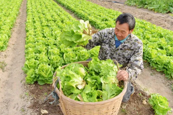 生菜的种植时间，2-4月份、7-8月份都可以播种
