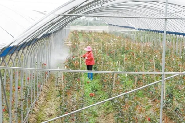 玫瑰花红蜘蛛有哪些特效药，吡虫啉、螨克、哒螨灵等