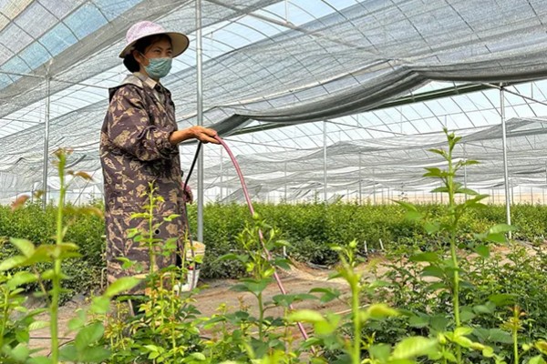 玫瑰花红蜘蛛有哪些特效药，吡虫啉、螨克、哒螨灵等