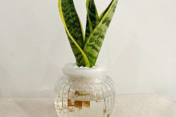 水培虎皮兰如何快速生根，及时的换水很重要