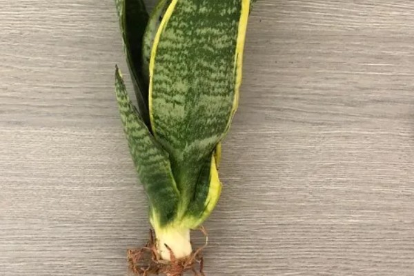 水培虎皮兰如何快速生根，及时的换水很重要