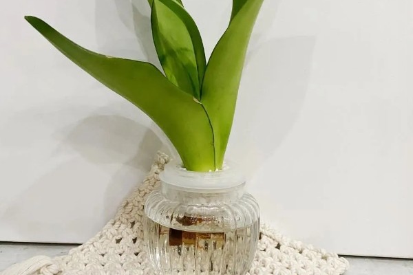 水培虎皮兰如何快速生根，及时的换水很重要