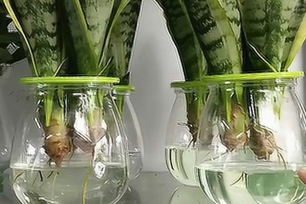 水培虎皮兰如何快速生根，及时的换水很重要