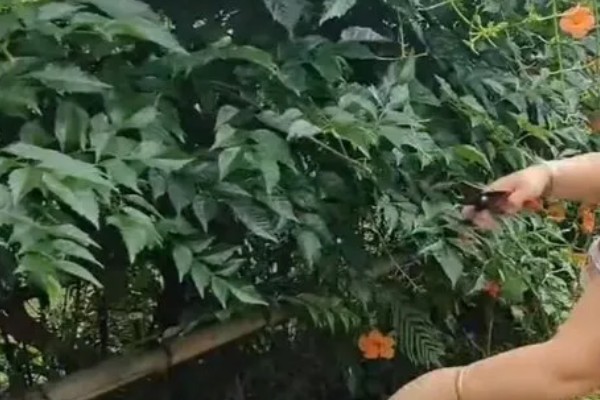 凌霄花怎么才可以开花，需要让其有充足的光照