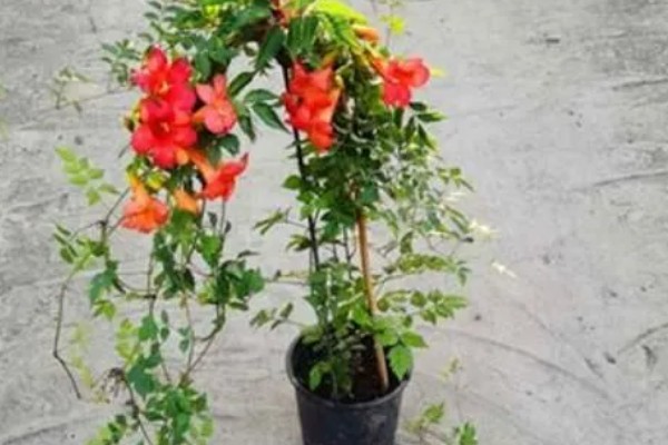 凌霄花怎么才可以开花，需要让其有充足的光照