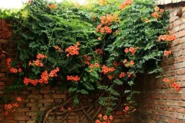 凌霄花怎么才可以开花，需要让其有充足的光照