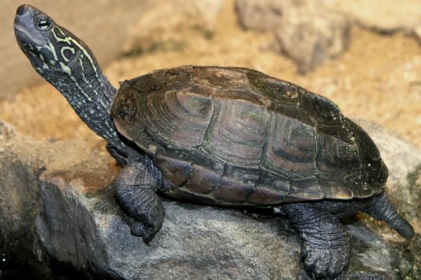 中华草龟好不好养,生命力顽强容易养殖