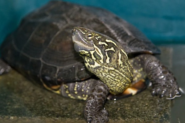 中华草龟好不好养,生命力顽强容易养殖