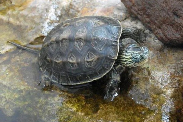 中华草龟好不好养,生命力顽强容易养殖