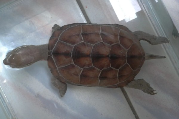 中华草龟好不好养,生命力顽强容易养殖