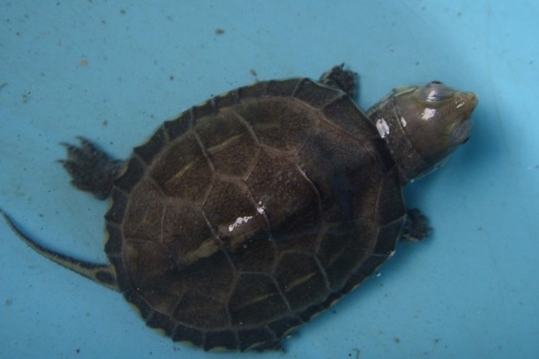 中华草龟好不好养,生命力顽强容易养殖