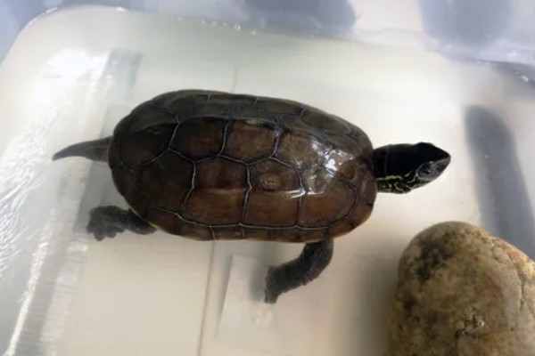 中华草龟好不好养,生命力顽强容易养殖