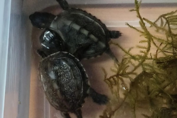 中华草龟好不好养,生命力顽强容易养殖