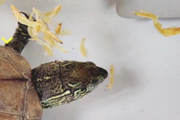 中华草龟好不好养,生命力顽强容易养殖