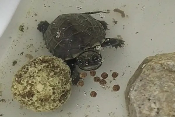 中华草龟好不好养,生命力顽强容易养殖