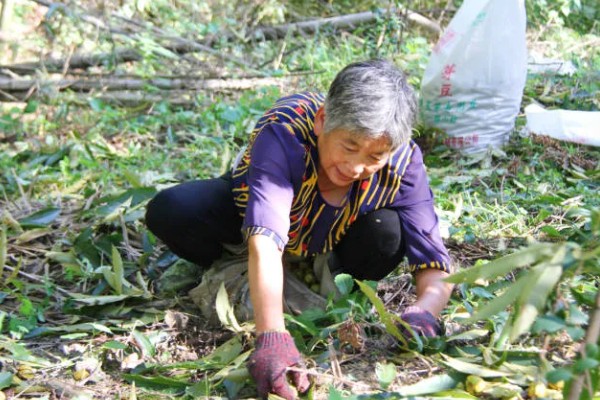 山柰何时收获，每年的12月至翌年3月收获