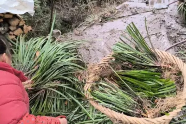 山柰何时收获，每年的12月至翌年3月收获