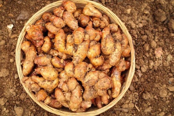 山柰何时收获，每年的12月至翌年3月收获