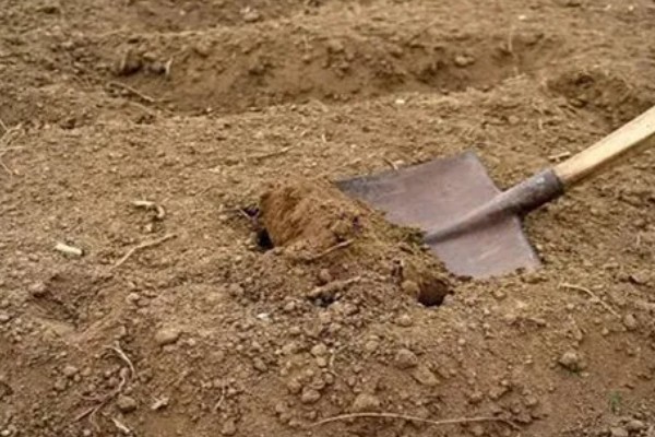 山柰何时收获，每年的12月至翌年3月收获