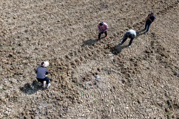 山柰何时收获，每年的12月至翌年3月收获