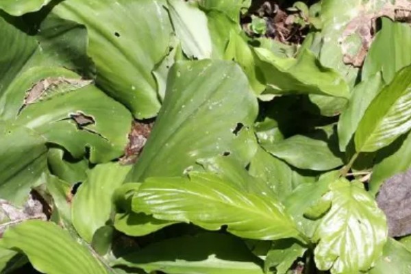 山柰何时收获，每年的12月至翌年3月收获