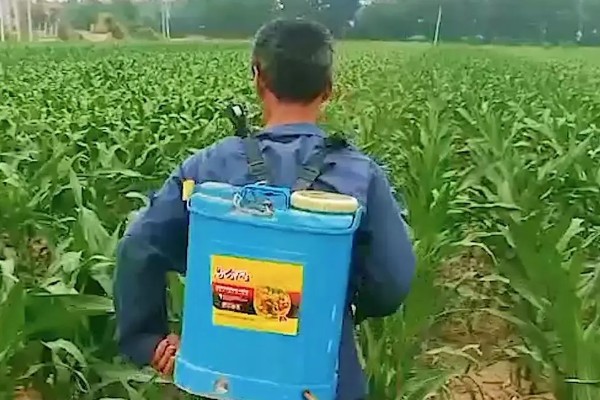玉米田麦苗除草多久可以见效,一般为3-7天左右