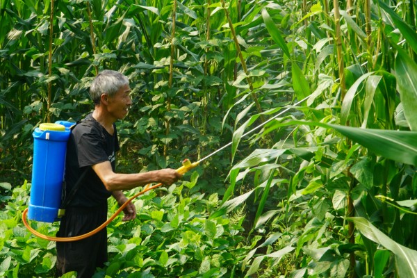 玉米田麦苗除草多久可以见效,一般为3-7天左右