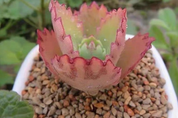 蕾丝公主多肉的养殖方法，生长期间需要充足的光照