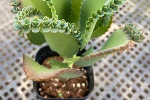 蕾丝公主多肉的养殖方法，生长期间需要充足的光照