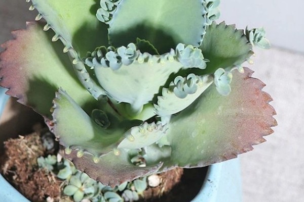 蕾丝公主多肉的养殖方法，生长期间需要充足的光照