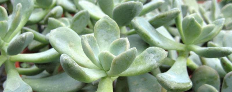 宝石花有什么花语，代表永不凋谢的爱、大富大贵等含义