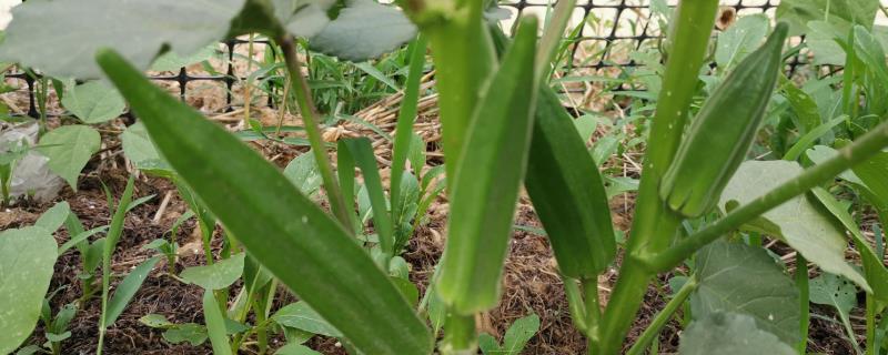 种植秋葵的方法，株距保持在30厘米