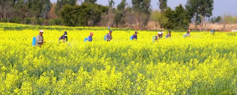 油菜如何喷好三次肥,薹肥、花肥可多开花