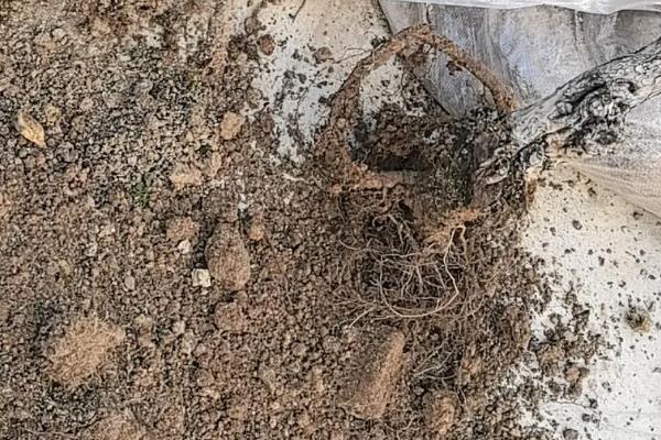 枯死的盆景怎么复活，剪除不良根系和枝叶再重栽