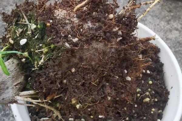 枯死的盆景怎么复活，剪除不良根系和枝叶再重栽