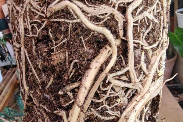 枯死的盆景怎么复活，剪除不良根系和枝叶再重栽