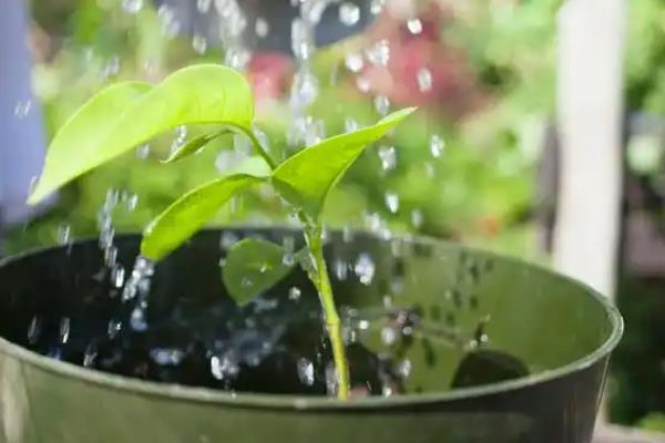 枯死的盆景怎么复活，剪除不良根系和枝叶再重栽