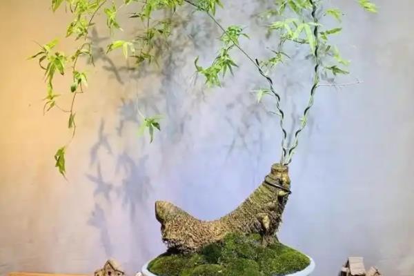 枯死的盆景怎么复活，剪除不良根系和枝叶再重栽