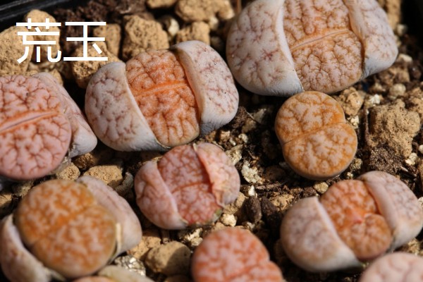 生石花的品种，常见的有日轮玉、荒玉等