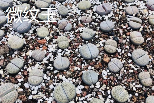 生石花的品种，常见的有日轮玉、荒玉等