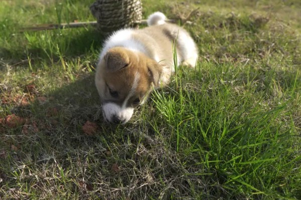 狗狗用脸蹭草地的原因，可能是感染了真菌