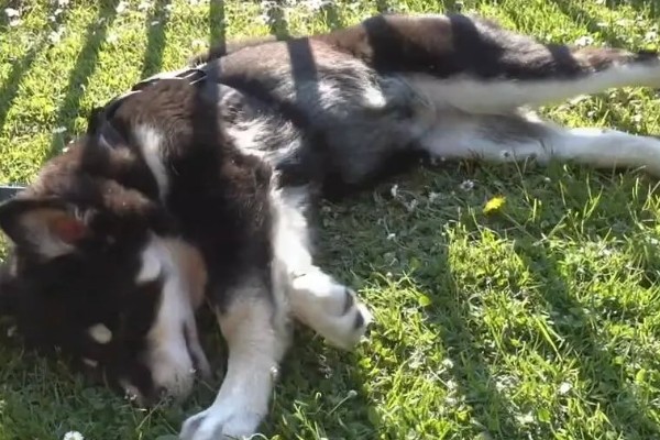 狗狗用脸蹭草地的原因，可能是感染了真菌