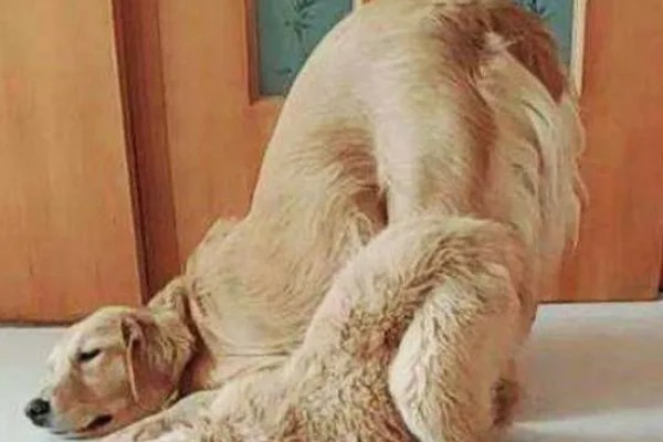 狗狗用脸蹭草地的原因，可能是感染了真菌