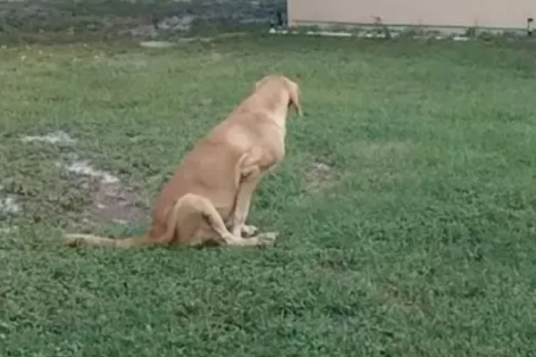 狗狗用脸蹭草地的原因，可能是感染了真菌