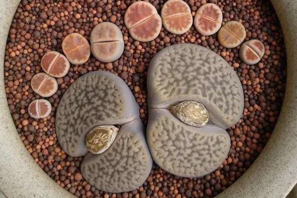 生石花的品种，常见的有日轮玉、荒玉等