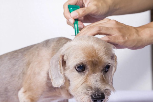 狗狗用脸蹭草地的原因，可能是感染了真菌