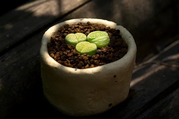 生石花的品种，常见的有日轮玉、荒玉等