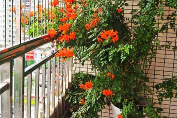 炮仗花如何施肥，在秋季每隔半个月追肥一次