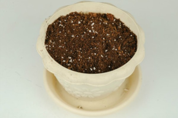 炮仗花如何施肥，在秋季每隔半个月追肥一次