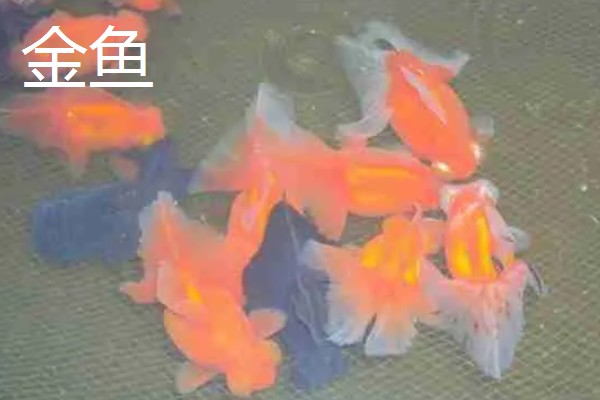 水泥池的养鱼技术，建好水泥池后要去碱